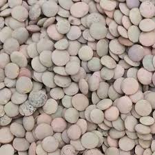 Llentia castellana granel (kg)