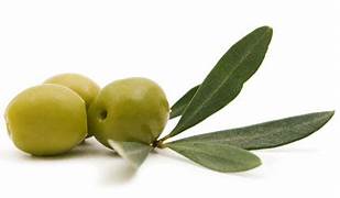 Oliva SENCERA SON CANAVES a l'engròs
